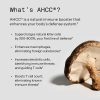 کپسول کینوکو گلد AHCC آمریکایی اصل Kinoko Gold AHCC 15 کپسول کینوکو گلد AHCC آمریکایی