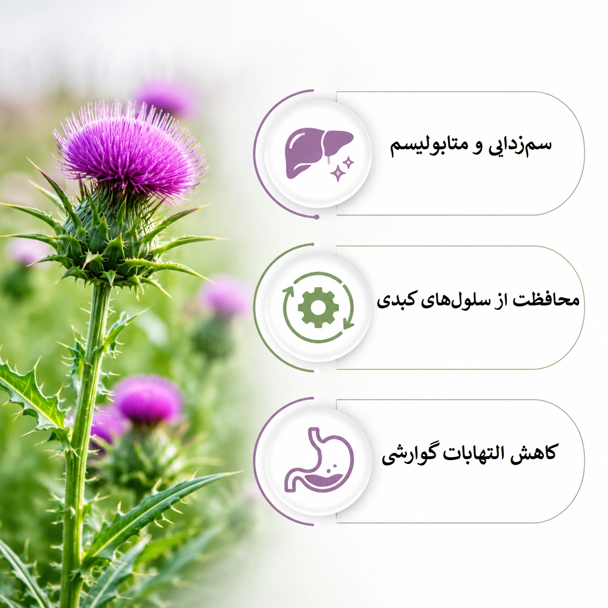 خار مریم هولیستا 240 عدد Holista Milk Thistle 7500mg 11 خار مریم هولیستا 240 عدد Holista Milk Thistle 7500mg